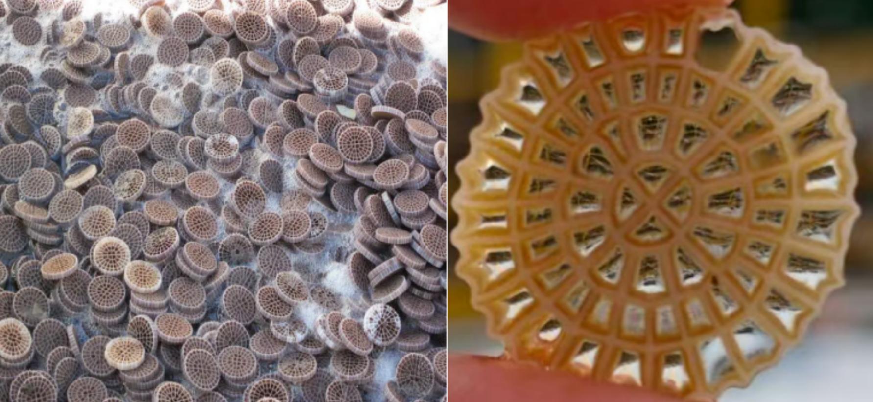 MBBR vs Activated Sludge Process (ASP): Sammenlignings- og ettermonteringsvalglogikk